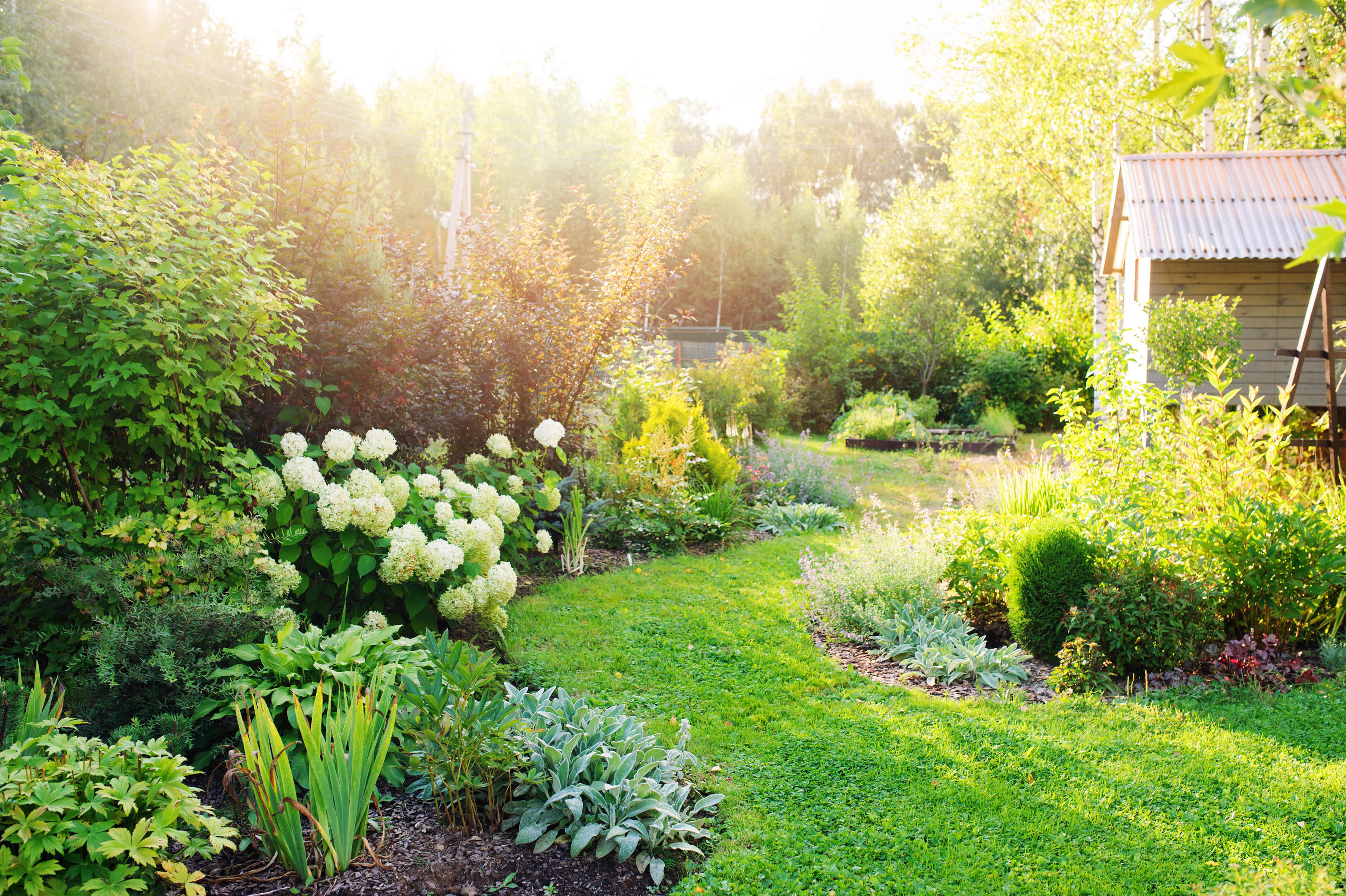 South facing garden 